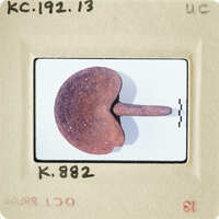 A close-up photograph of an object with a kidney shape and a pointed end, possibly a medical specimen or artifact.