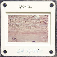 A photograph of an ancient rock wall with visible layers and textures.