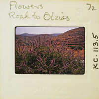 An old photograph of a flower bush with mountains in the background, labeled "Flowers Road to Olympia" and dated July 1972.