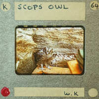 A still image of a bird on a rock, framed by an old film clapperboard.