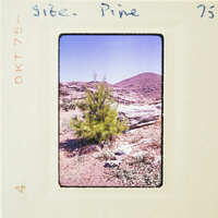 Small tree growing on rocky hillside under blue sky.