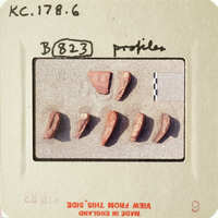 A row of fossilized teeth on a label with handwritten numbers and notes.