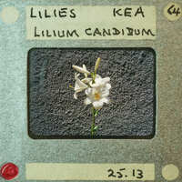 A single white flower with yellow stamens, set against a dark background and framed within an old-fashioned film negative.