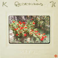 Red flowers on a plant with a vintage photo frame around it.