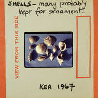 The image features a collection of seashells displayed on a blue background, with handwritten notes and a date.
