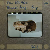 Terracotta fragment on white background.