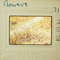 This is a vintage photo of flowers with an old Polaroid label and handwritten notes on it.