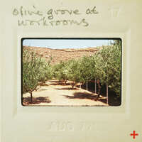 A vintage photo of an olive grove with a white border and date stamp.