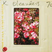 Postcard with a vintage photograph of pink flowers and handwritten text.