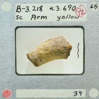 A small, yellowish fossilized bone encased in a clear protective case with labels and numbers around it.