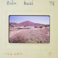 A vintage photograph of a mountainous landscape with wildflowers, marked as "site buzi" and bearing the number 75.