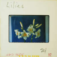 The image shows a close-up of white lilies with yellow centers, set against a blue background, captured on an old photo negative strip.
