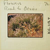 A photograph of a plant with flowers, possibly lavender, on an old-fashioned film strip.