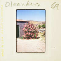 A vintage photo of a pink flowering tree with a building and mountains in the background.