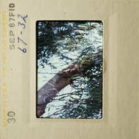 A photograph of a tree with green leaves, taken from below and slightly angled.