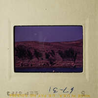 A vintage photograph depicts a serene landscape with trees and hills under a clear sky.