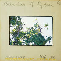 A vintage photograph of a tree branch with leaves and sunlight, displayed on an old film strip.