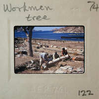 Three men working on a fallen tree near the water.