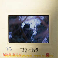 A photograph of an owl perched on branches.