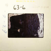 A sepia-toned photograph of an old tree trunk with visible bark texture and roots, taken on September 1963.