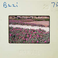 A vintage photograph of a field with pink flowers, dated October 1976.