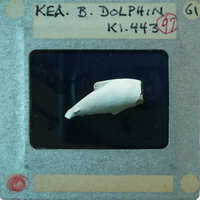 A small, white bone fragment displayed on a card with identification details.