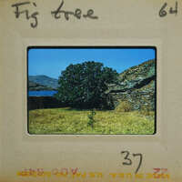 A vintage photograph of a tree with mountains and water in the background, enclosed within an album page.