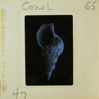 A photograph of a seashell on a film strip.