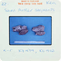 Two small fossilized bone pieces on a blue background with labels and measurements.