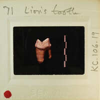 Image of a film strip with an X-ray showing a lion's tooth. Catalog number KC.106.19