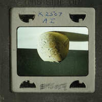 Close-up photograph of an artifact, possibly a fossil or ancient object with engravings, displayed on a light surface.