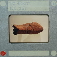 An old, brown, possibly fossilized object on display with a vintage film strip border.