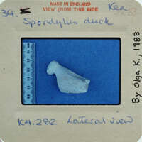 A shell fragment on blue surface.