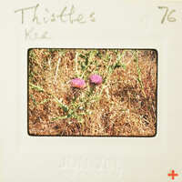 A close-up photo of a purple flower on a plant, with the word "Thistles" written above it.