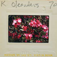 A vintage photograph of pink flowers with a label indicating it's from the year 1970.