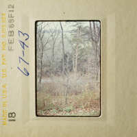 A photo of a wooded area with trees and foliage, taken from a distance.