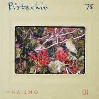 A vintage film strip with a photo of red berries on a bush.