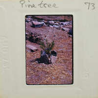 A slide of a small tree surrounded by rocks and dirt.