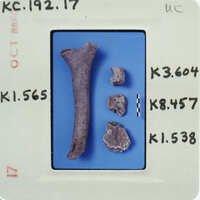 Collection of small bones and fragments, possibly animal or human, displayed on a blue background with labels indicating their identification numbers.