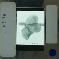 A magnified image of a rock or mineral sample on a slide, viewed under a microscope.