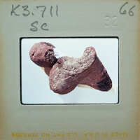 Old, worn-out bone fragment with a label on it.