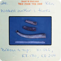 A photograph of a collection of old, weathered bones on display with labels and notes.