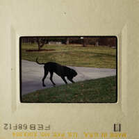 Black and white photo of a dog standing on a sidewalk.