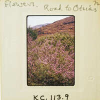 A vintage photograph of a mountainous landscape with wildflowers, enclosed in an old photo album page.