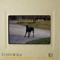 A black dog standing on a paved road.