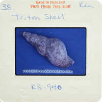 A small, closed triton shell on a blue background with labels and text.