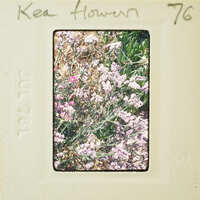 A vintage Polaroid photo of a flower bush with purple flowers and green leaves.