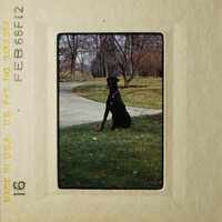 Black dog sitting on grass.