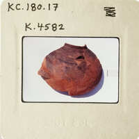 Brown and black object on white surface, possibly an artifact or specimen.