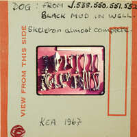 A collection of bones on a pink background with handwritten notes. Contexts 538, 550, 551, 552 listed in notes